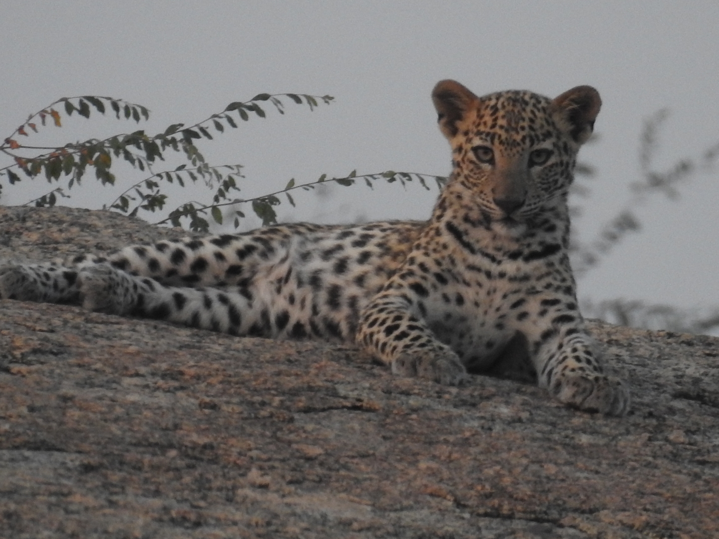 Jawai Bera Safari