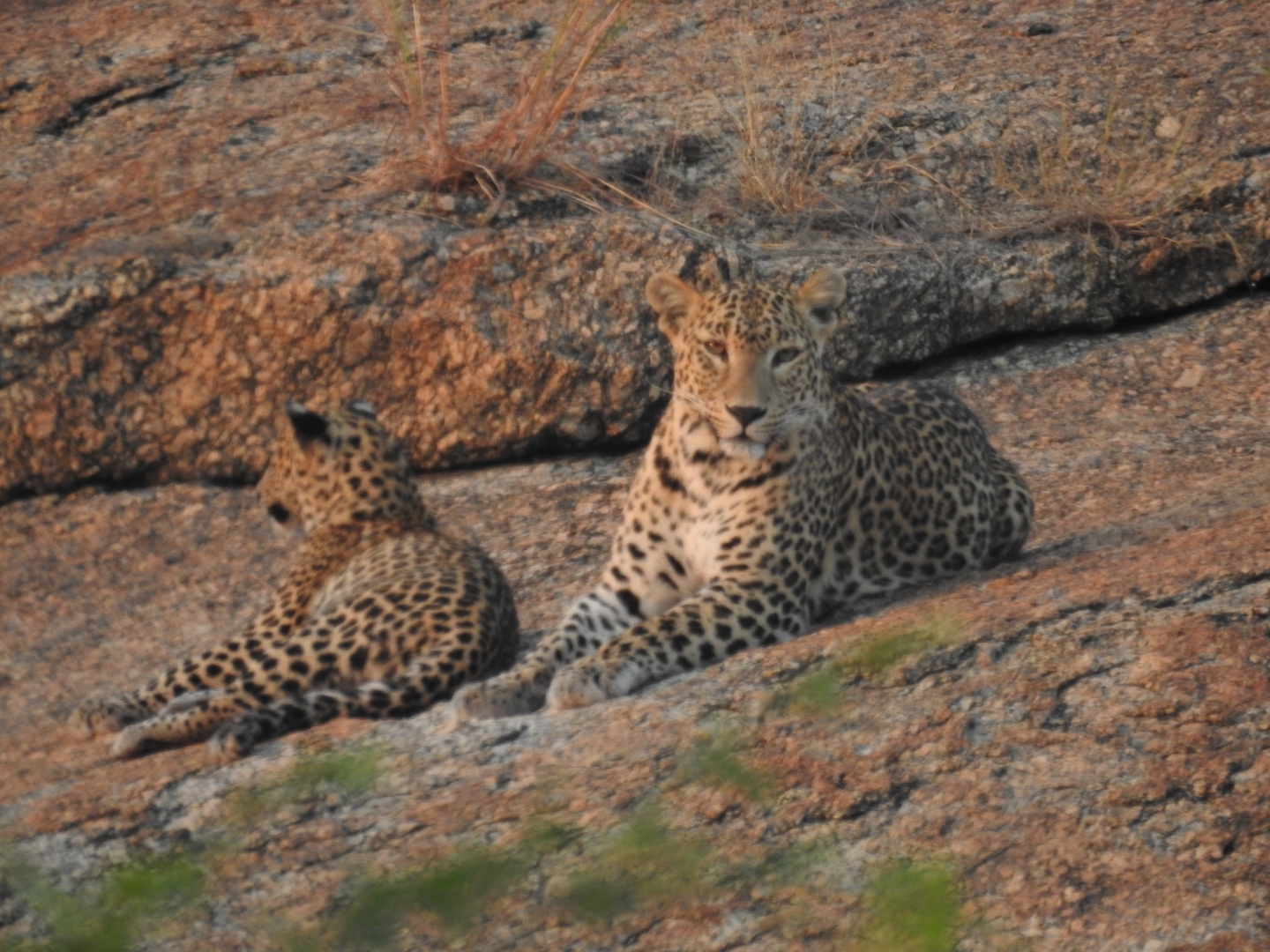 Jawai Bera Safari