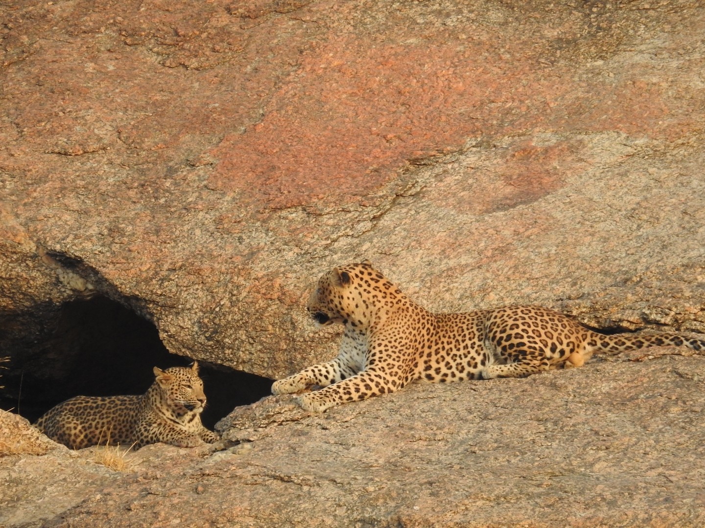 Jawai Bera Safari
