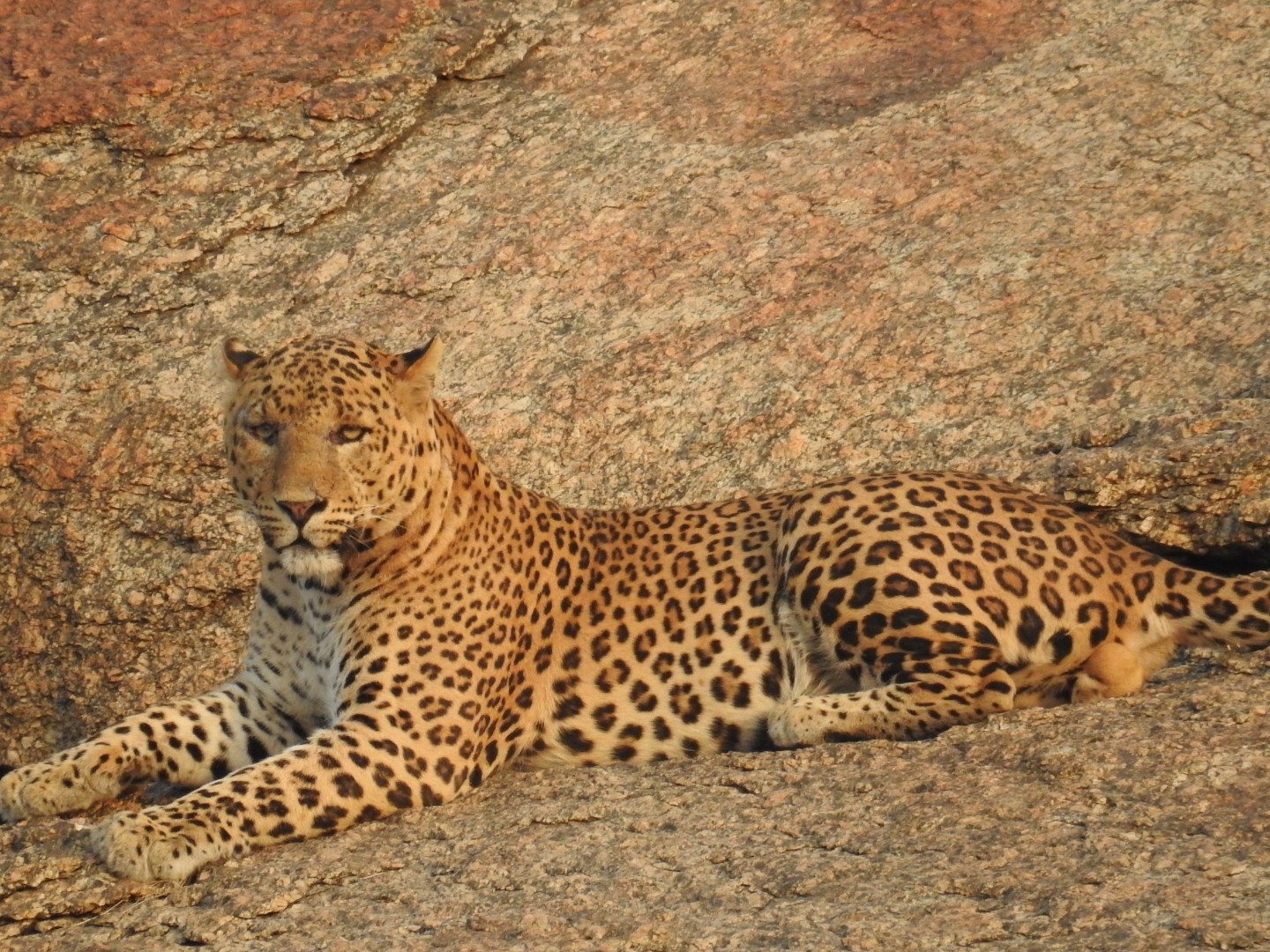 Jawai Bera Safari