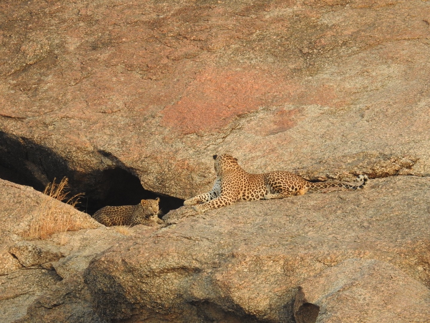 Jawai Bera Safari