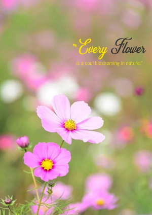 Close-up of pink cosmos flowers with inspirational quote