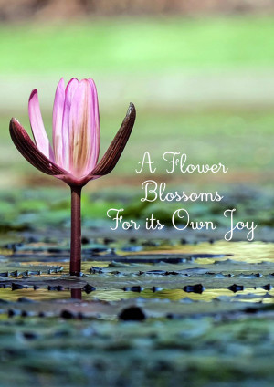 Close-up of a pink water lily blooming on a lily pad