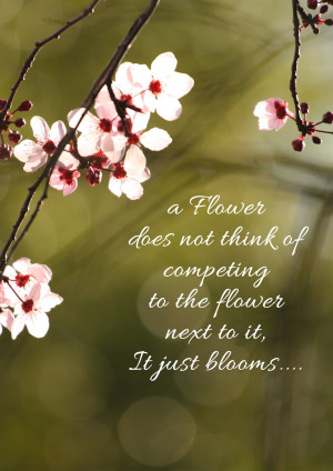 Close-up of cherry blossoms with inspirational quote