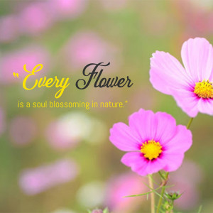 Close-up of pink cosmos flowers with inspirational quote
