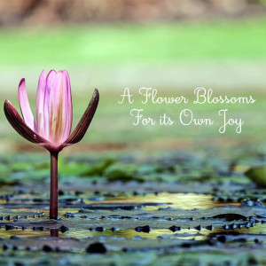 Close-up of a pink lotus flower blooming on water with text overlay