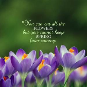 Purple crocuses blooming with a quote about spring