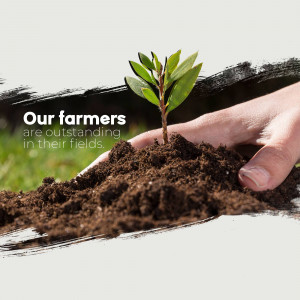 Hand planting a seedling in fertile soil with text 'Our farmers are in their outstanding fields.'