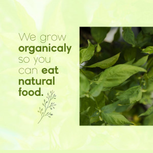 Close-up of fresh basil leaves with text promoting organic food