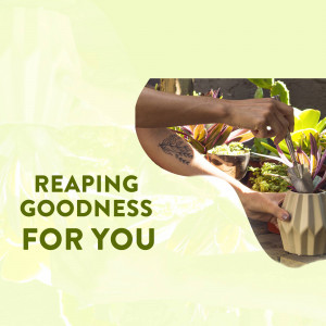 Person tending to potted plants with the text 'Reaping Goodness for You'
