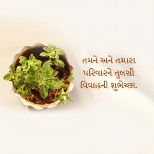 A small potted Tulsi plant with a blessing message in Gujarati.