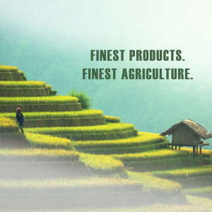 A woman standing on rice terraces with a small hut in the background.