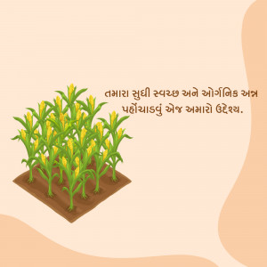 Illustration of a corn field with text in Gujarati