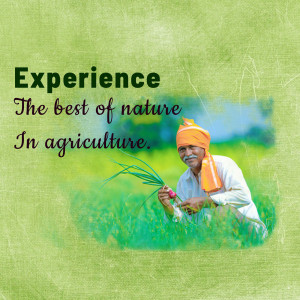 Indian farmer holding crops in a field