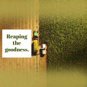 Aerial view of a tractor harvesting crops in a field with text overlay 'Reaping the goodness.'