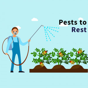 Illustration of a person spraying insecticide on plants infested with pests.