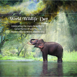 An elephant standing in a lush green environment with text celebrating World Wildlife Day.