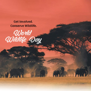 A scenic view of an elephant herd in the African savanna at sunset, promoting World Wildlife Day.
