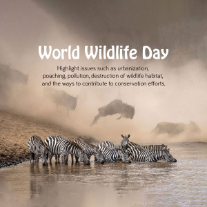 A group of zebras drinking water with a dust cloud and wildebeest in the background, promoting World Wildlife Day.