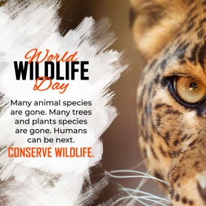 Close-up of a tiger's eye with World Wildlife Day text overlay