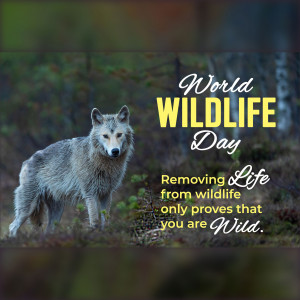 A majestic wolf in a forest setting with text celebrating World Wildlife Day.