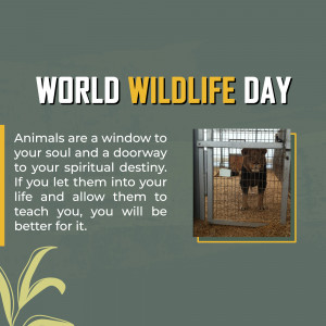Image commemorating World Wildlife Day featuring a lion in an enclosure.