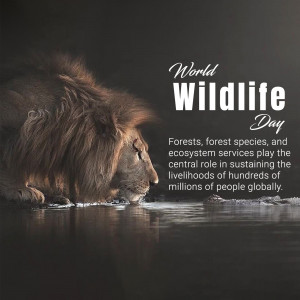 A majestic lion drinking water with the text 'World Wildlife Day' overlaid.