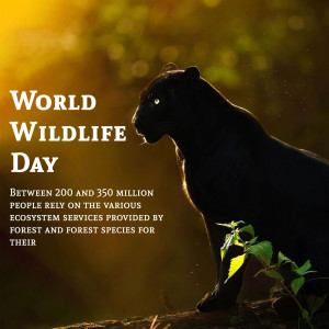 A silhouette of a black panther against a golden background with text 'World Wildlife Day'