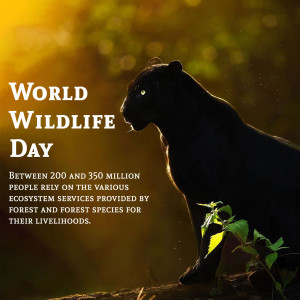 A silhouette of a black panther against a golden background with text celebrating World Wildlife Day.