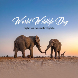 Two elephants touching trunks with a sunset background, celebrating World Wildlife Day.