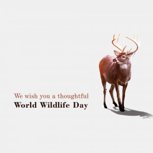 A majestic deer walking towards the viewer with text 'We wish you a thoughtful World Wildlife Day'
