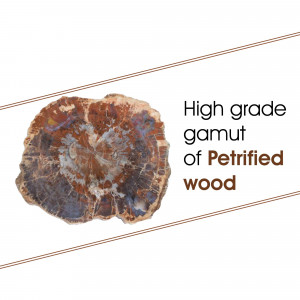 Close-up of a polished petrified wood slice with vibrant colors