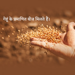 A hand holding and displaying wheat seeds with text in Hindi.