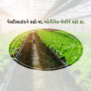 Greenhouse with rows of leafy green vegetables and text in Gujarati.