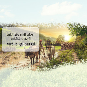 A farmer plowing a field with oxen in a rural landscape of Gujarat, India.
