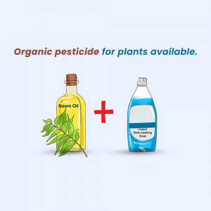 Image showing a bottle of neem oil and dish soap with a plus sign, illustrating a homemade organic pesticide recipe.