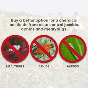 Image showing a 'no' symbol over images of mealybugs, aphids, and jassids, promoting a pesticide alternative.