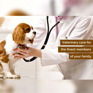 Veterinarian examining a Cavalier King Charles Spaniel with a stethoscope