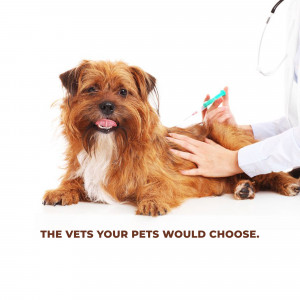 Veterinarian giving a vaccination to a small brown dog