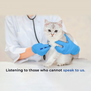 A veterinarian with blue gloves is examining a grey cat with a stethoscope.