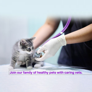 A veterinarian with gloves and a stethoscope examining a small kitten.