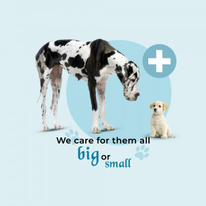 A large Great Dane and a small puppy with a veterinary cross symbol.