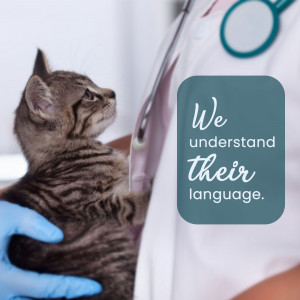 A veterinarian examining a small tabby kitten with a stethoscope.