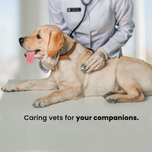 A veterinarian is examining a golden Labrador Retriever with a stethoscope.