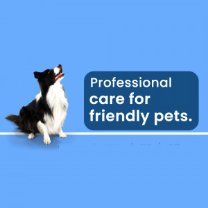 Border Collie looking up with text 'Professional care for friendly pets.'