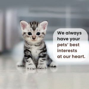 A close-up of a tabby kitten looking at the camera with a speech bubble saying 'We always have your pets' best interests at our heart.'