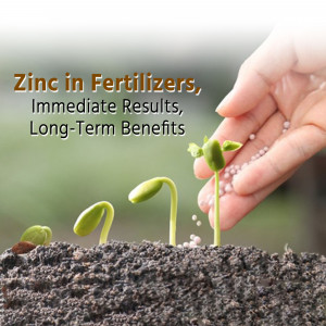 Hand sprinkling zinc fertilizer on a seedling