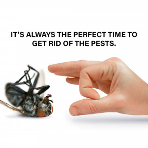 Hand pointing at a dead cockroach on a white background with text 'It's always the perfect time to get rid of the pests.'