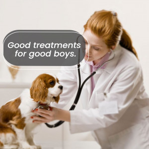 A female veterinarian in a white coat is examining a Cavalier King Charles Spaniel with a stethoscope.