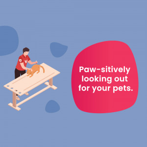 Veterinarian examining a cat on a table